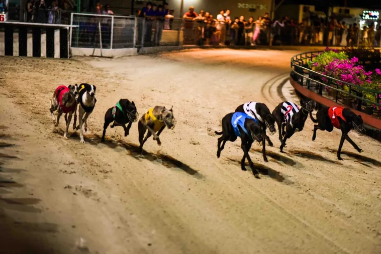 Đua Chó F8Bet Bí Quyết Soi Kèo Đặt Cược Bách Trúng Bách Thắng